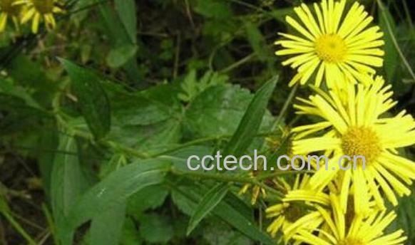 旋覆花的功效与作用 旋覆花的副作用-1