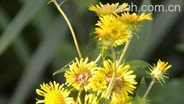 旋覆花的功效与作用 旋覆花的副作用-0