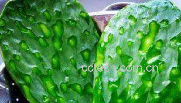 仙人掌外敷的作用与功效-0