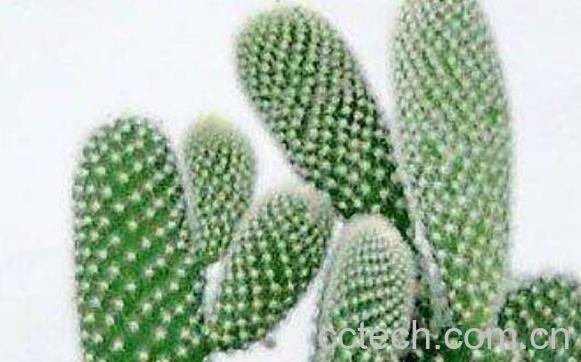 仙人掌加醋有什么功效-0