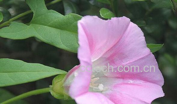 打碗花的药用价值 打碗花怎么食用-0