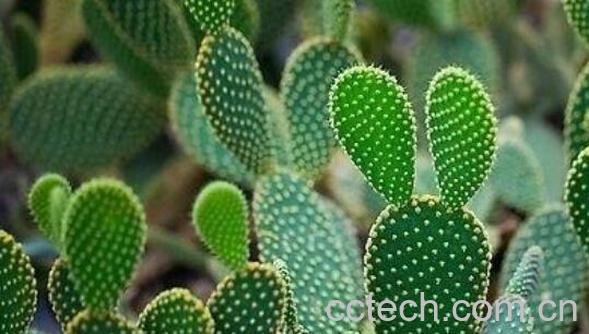 仙人掌外敷的作用与功效-1