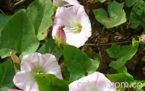 打碗花的药用价值 打碗花怎么食用-1