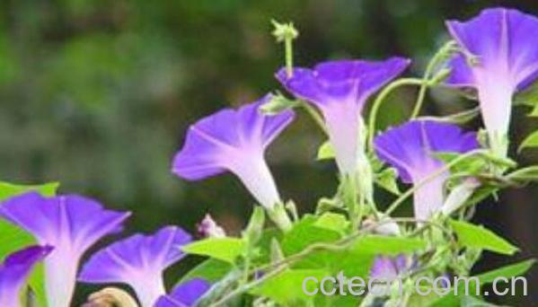 打碗花与牵牛花的区别-0
