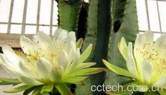 量天尺怎么养 量天尺的养殖方法和注意事项-1