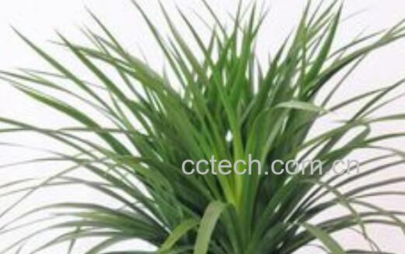 龙血花怎么养殖 龙血花的养殖方法-0