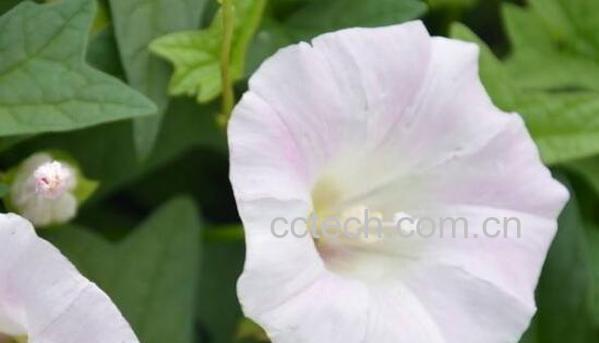 打碗花与牵牛花的区别-1