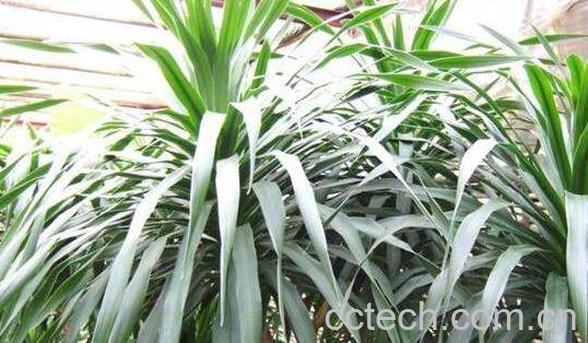 龙血花怎么养殖 龙血花的养殖方法-1