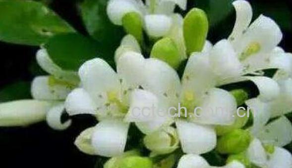 九里香的养殖方法 九里香的功效与作用-0