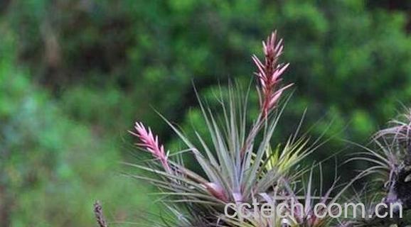 空气凤梨怎么养 空气凤梨对人的危害-0