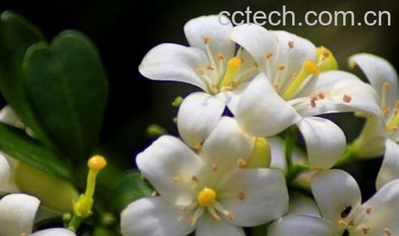 九里香的养殖方法 九里香的功效与作用-1