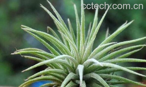 空气凤梨怎么养 空气凤梨对人的危害-1