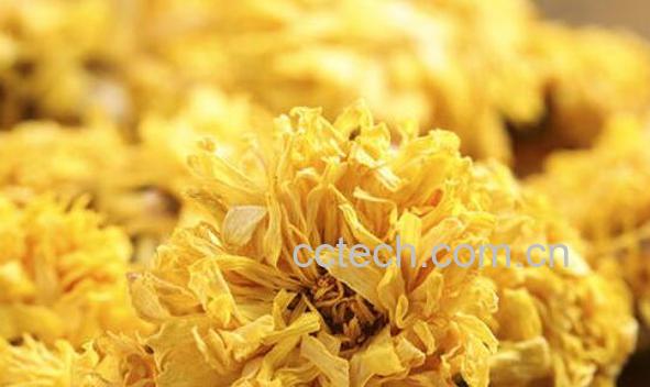 怀寿菊怎么吃 怀寿菊和什么一起喝-0