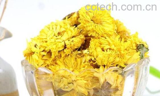 怀菊花的功效与禁忌-1