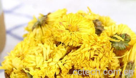 怀菊花的功效与禁忌-0