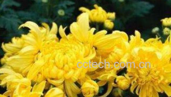 怀菊花的功效与作用及禁忌-0