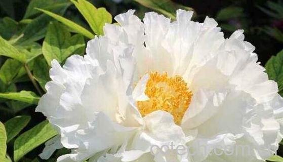 白牡丹的功效与作用 白牡丹的药用价值-1