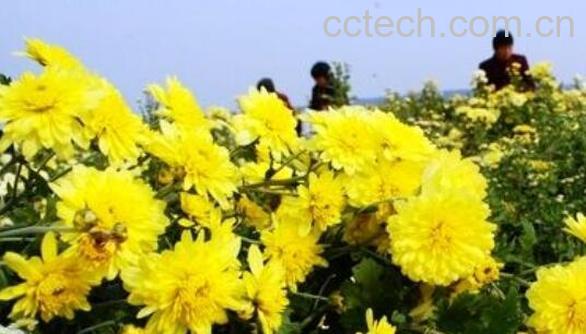 怀菊花的功效与作用 怀菊花的禁忌-0