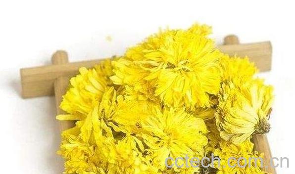 怀菊花怎么喝 怀菊花的正确泡法-1