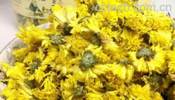 怀菊花的功效与作用 怀菊花的禁忌-1