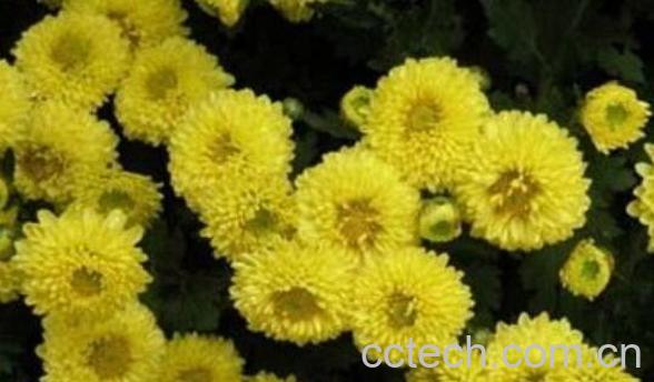 怀菊花和菊花的区别 菊花的功效与作用-0