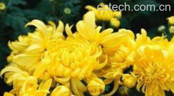 怀菊花和菊花的区别 菊花的功效与作用-1