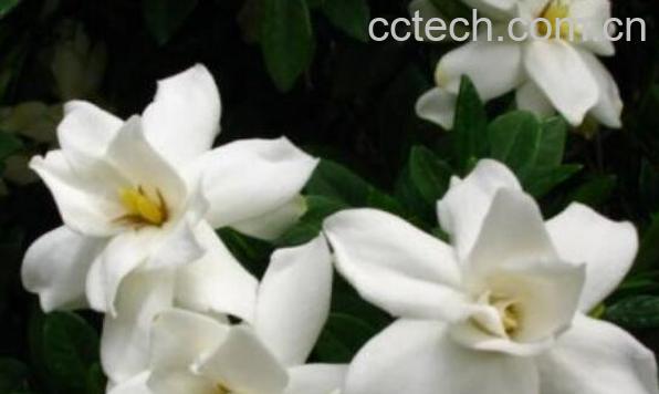 新鲜栀子花怎么吃 新鲜栀子花的食用方法-0