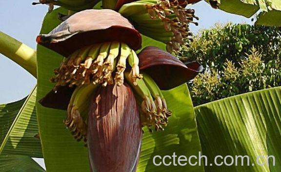 香蕉花的作用与功效-1