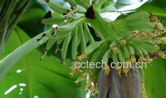 香蕉花怎么吃 香蕉花瓣的食用方法-1