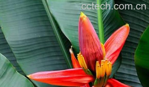 香蕉花怎么吃 香蕉花瓣的食用方法-0