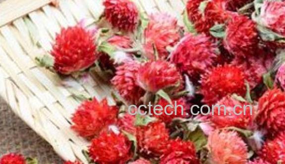 红巧梅的功效与作用 红巧梅的使用方法-0