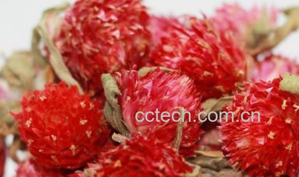 红巧梅的功效与作用 红巧梅的使用方法-1