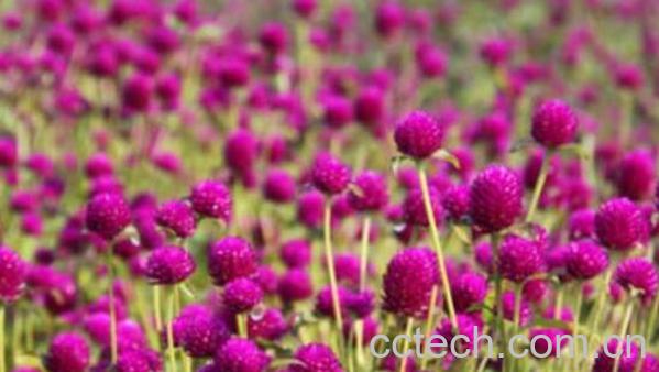 千日红和红巧梅有什么区别-0