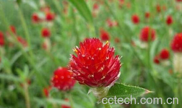 千日红和红巧梅有什么区别-1