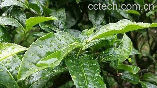 苦丁树花的功效与作用-0