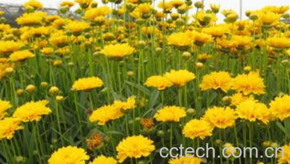 元芙菊泡水喝的功效与作用-0