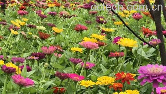 元芙菊泡水喝的功效与作用-1