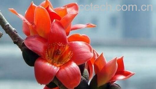 木棉花的功效与作用及药用价值-0