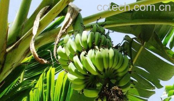 鸡吃芭蕉树有什么好处 芭蕉树喂猪有什么作用-0
