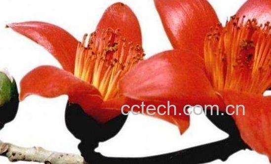 木棉花的功效与作用及药用价值-1