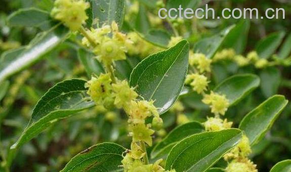 酸枣花的功效与作用 酸枣花的药用价值-0