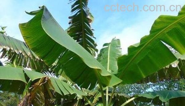 鸡吃芭蕉树有什么好处 芭蕉树喂猪有什么作用-1