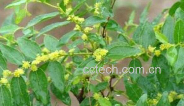 酸枣花的功效与作用 酸枣花的药用价值-1