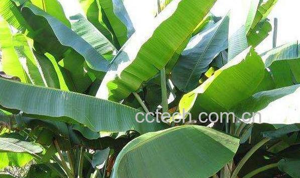 芭蕉树的功效与作用 芭蕉树的药用价值-0