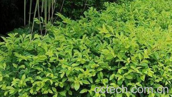 黄金叶怎么养 绿植黄金叶的养护管理-0