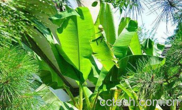 芭蕉树的功效与作用 芭蕉树的药用价值-1