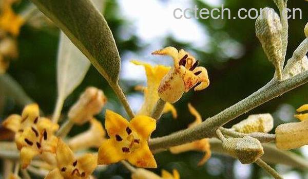 沙枣花泡水的功效与作用-0