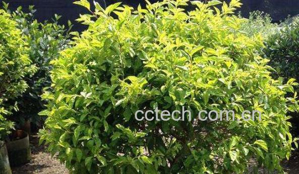 黄金叶怎么养 绿植黄金叶的养护管理-1