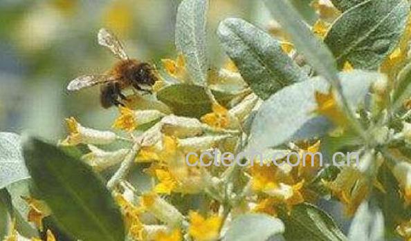 沙枣花的功效与作用 沙枣花的禁忌-0