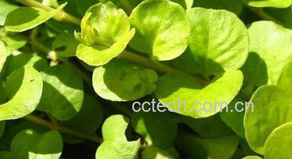 金叶过路黄怎么养 金叶过路黄的缺点-1